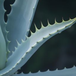 蘆薈的美容護(hù)膚方法和效果解析，告別肌膚問(wèn)題！