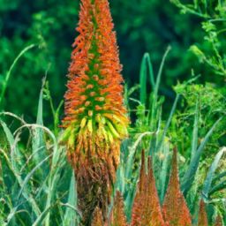花溪蘆薈美容護(hù)膚：拯救你的肌膚問(wèn)題！