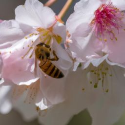 蜂蜜美容護(hù)膚小知識