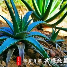 蘆薈<strong>美容</strong>護膚的秘密和方法，讓你變白又水嫩