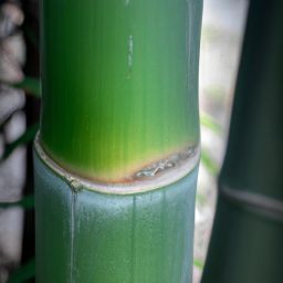 玉竹的<strong>美容</strong>護膚功效及作用——擁有這款傳統(tǒng)中藥悄然崛起的原因