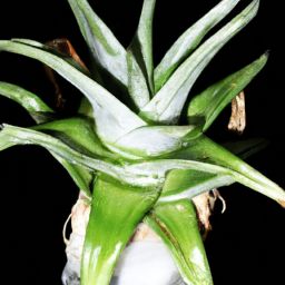 蘆薈<strong>美容</strong>護(hù)膚，白皙肌膚的秘密揭示！