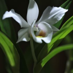 白蘭花<strong>美容</strong>護膚的神奇功效與注意事項