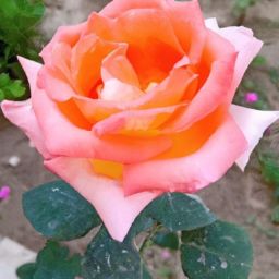 月子期間可以做<strong>美容</strong>護(hù)膚嗎女性？探討專家意見
